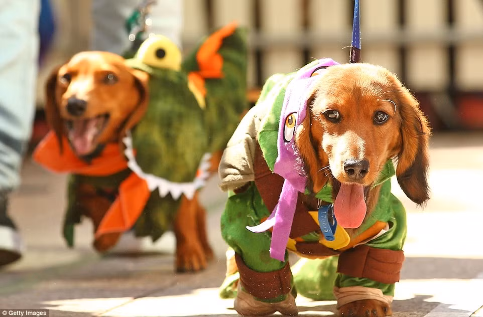Những con chó Dachshund hào hứng khoác lên mình bộ trang phục đặc biệt và tự tin bước vào trường đua.
