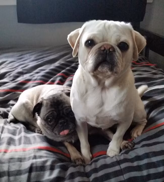 Dùng ánh mắt tội nghiệp nhất, hai chú chó giống bulldog cố gắng bao che cho việc làm đáng xấu hổ của mình.