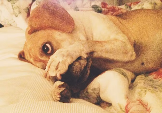 Ngủ cả buổi chiều không chịu làm việc nhà, chú chó ngượng nghịu không dám nhìn vào ống kính.