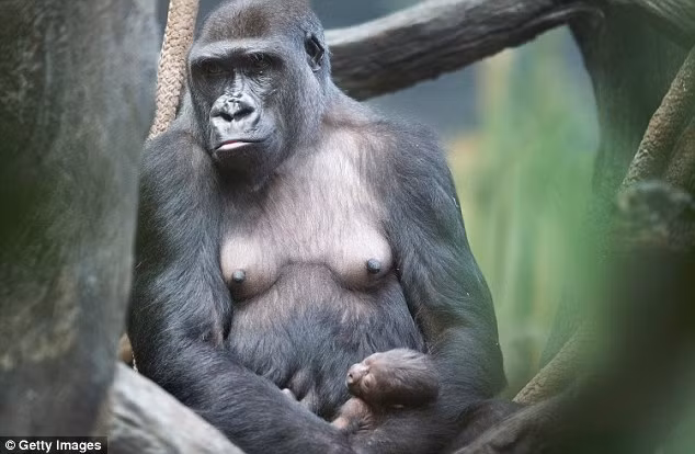 Loài khỉ đột này đang ở trong tình trạng cực kỳ nguy cấp khi số lượng loài giảm mạnh do sự săn bắn của con người và đại dịch Ebola.