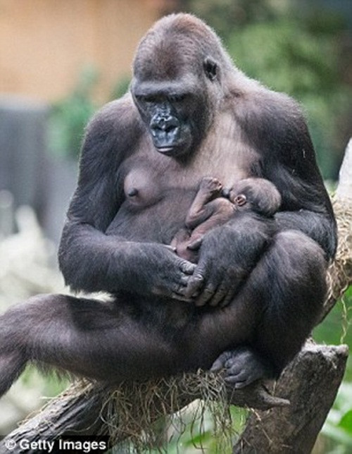 Tuy nhiên hiện tại ngoài việc để mẹ bế ẵm và chăm chỉ bú sữa cho mau lớn, Zachary chỉ việc ngủ.