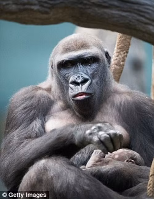 Theo các chuyên gia, khoảng 3 tháng tuổi, cậu nhóc Zachary có thể bám trên lưng mẹ du ngoạn khắp nơi.