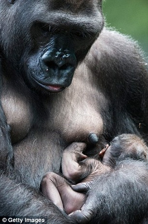 Mới sinh, khỉ đột con Zachary chỉ nặng khoảng hơn 2kg, có mẹ là Kamba 11 tuổi và Bố là JoJo, 35 tuổi.