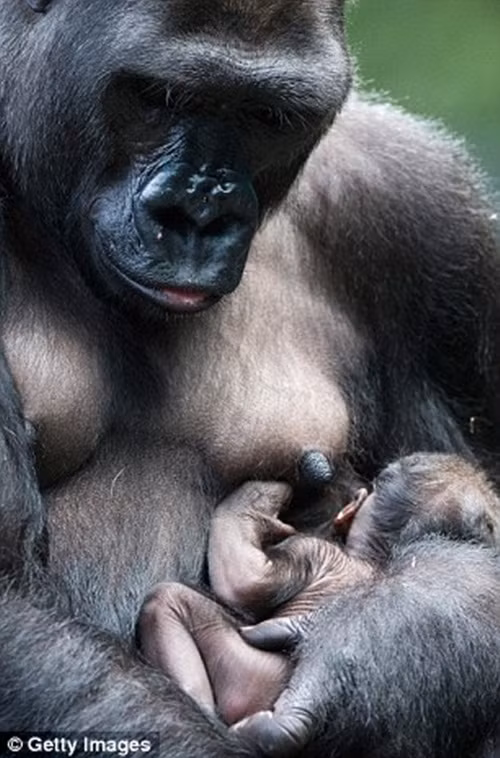 Mới sinh, khỉ đột con Zachary chỉ nặng khoảng hơn 2kg, có mẹ là Kamba 11 tuổi và Bố là JoJo, 35 tuổi.