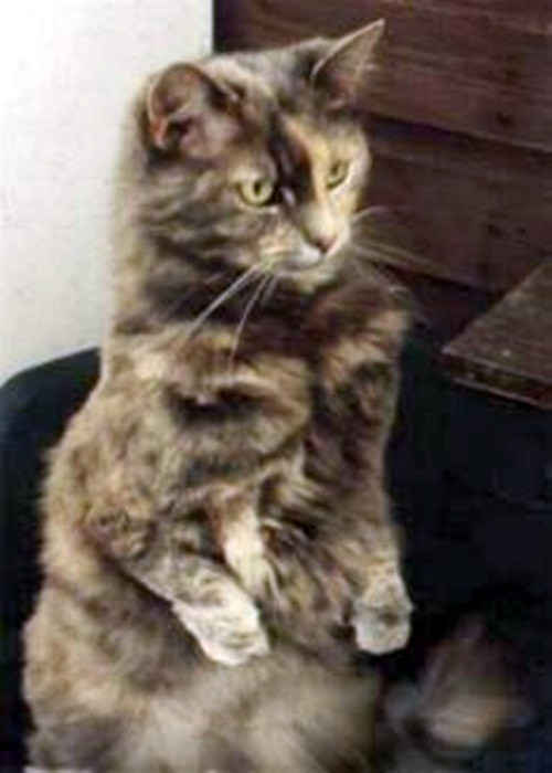 Con mèo này thực sự khiến người ta nghi ngờ về cha của nó có phải là một con sóc hay không khi nó có đôi chân trước thuộc về loài gặm nhấm.