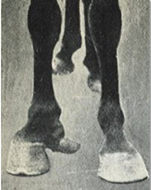 Ngựa có ngón chân là một hiện tượng đặc biệt, thông thường ngựa chỉ có móng chứ không hề có ngón chân như con ngựa đột biến này.