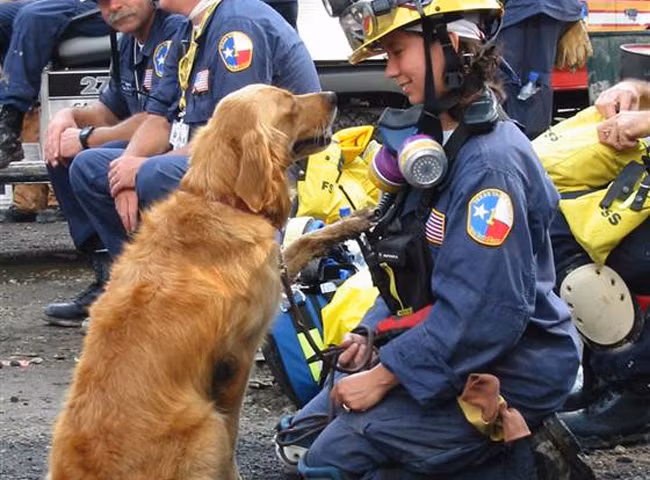 Ngày 11/9/2001, sau khi tòa tháp đôi Trung tâm Thương mại Thế giới bị khủng bố tấn công và sụp đổ, khoảng 100 chú chó cứu hộ thuộc 13 đội chó nghiệp vụ đã được Cơ quan Quản lý Khẩn cấp Liên bang Mỹ (FEMA) điều động tới tìm kiếm các nạn nhân còn sống sót. Đến nay, trong biệt đội "anh hùng bốn chân" cứu hộ vụ khủng bố 11/9, chỉ còn duy nhất cô chó Bretagne còn sống sót.