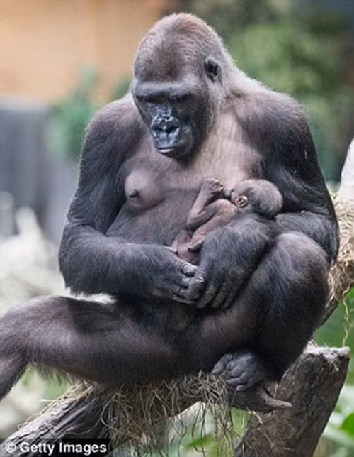 Tuy nhiên hiện tại ngoài việc để mẹ bế ẵm và chăm chỉ bú sữa cho mau lớn, Zachary chỉ việc ngủ.