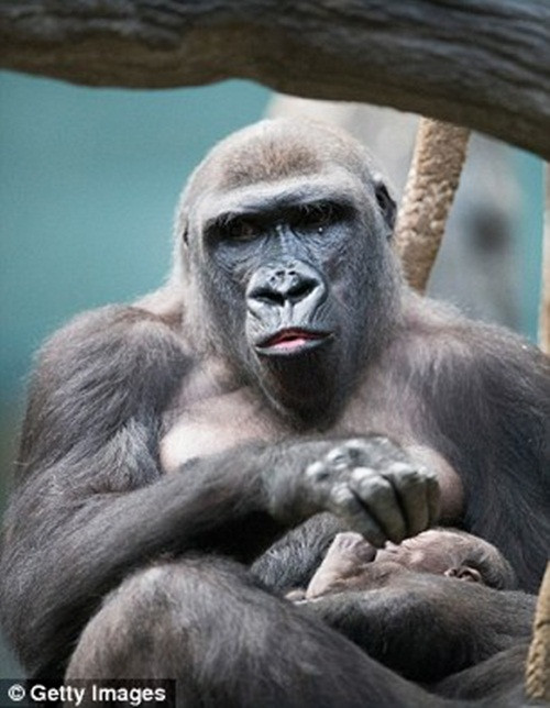 Theo các chuyên gia, khoảng 3 tháng tuổi, cậu nhóc Zachary có thể bám trên lưng mẹ du ngoạn khắp nơi.