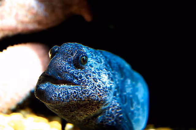 Tuy là một trong những quái vật biển cả đáng sợ bởi vẻ ngoài xấu xí nhưng cá chình sói lại thường dành phần lớn thời gian ẩn náu trong hang và kẽ nứt, không có hứng thú dọa người.