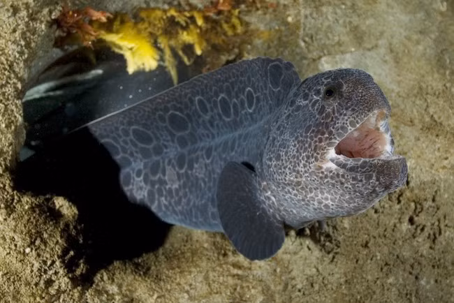 Cá chình sói được tìm thấy nhiều ở Thái Bình Dương, đặc biệt là vùng biển xung quanh Nhật Bản và California tuy nhiên kích thước khổng lồ như con cá chình sói mà nhóm ngư dân Nhật Bản vừa bắt được thực sự rất hiếm.