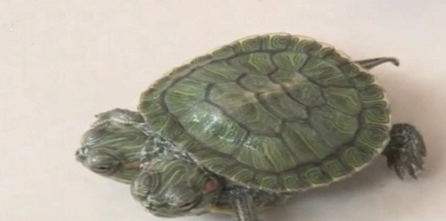 Mặc dù sinh ra dị biệt nhưng hiện tại con rùa hai đầu này vẫn sống rất khỏe mạnh, cả hai đầu đều có thể nhai, nuốt thức ăn. Bên cạnh đó, có lẽ có hai đầu nên con rùa này háu ăn đến kỳ lạ.