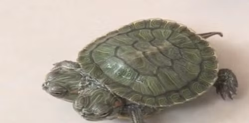 Mặc dù sinh ra dị biệt nhưng hiện tại con rùa hai đầu này vẫn sống rất khỏe mạnh, cả hai đầu đều có thể nhai, nuốt thức ăn. Bên cạnh đó, có lẽ có hai đầu nên con rùa này háu ăn đến kỳ lạ.