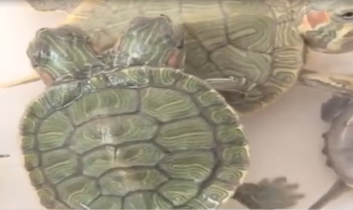 Sự thèm ăn bất thường của con rùa tai đỏ hai đầu này có thể ảnh hưởng đến dạ dày của nó.