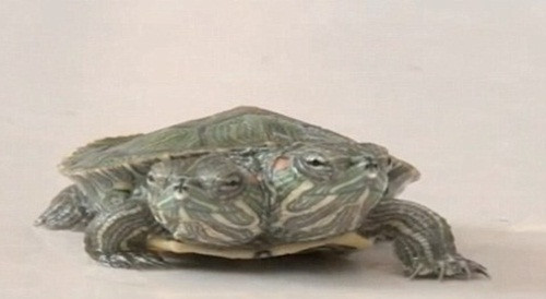 Con rùa đột biến này được sinh ra với hai đầu nhưng chỉ có một cái mai, bốn chân, một thân như bao con rùa khác, khác với một số con rùa hai đầu là hai cá thể dính vào nhau.