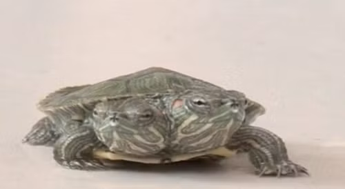 Con rùa đột biến này được sinh ra với hai đầu nhưng chỉ có một cái mai, bốn chân, một thân như bao con rùa khác, khác với một số con rùa hai đầu là hai cá thể dính vào nhau.