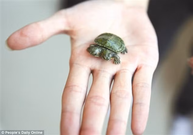 Chủ trang trại lai tạo các loại rùa ở Giang Tây, Trung Quốc vô cùng ngạc nhiên khi kiểm tra số trứng rùa nở, phát hiện một con rùa hai đầu đột biến quý hiếm, thuộc giống rùa tai đỏ.