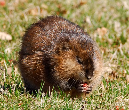 Tuy vậy, loài chuột xạ hương này không hề hôi thối mà ngược lại, chúng có mùi rất thơm do cơ thể chúng chứa một tuyến xạ hương có mùi rất đặc trưng giống như các loài hươu xạ.