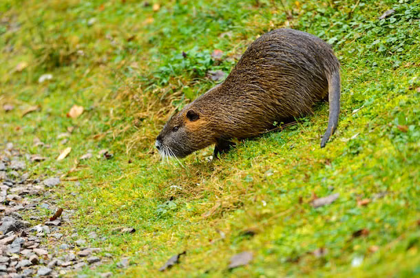 Chuột xạ hương cũng là một động vật chung thủy, chúng tuân thủ nghiêm ngặt chế độ một vợ một chồng và sau khi sinh, cả hai sống với đàn con của chúng.