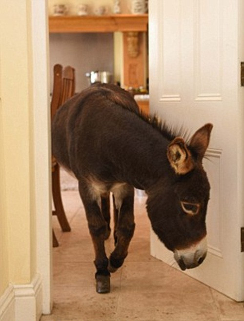 Được nhận nuôi từ 8 tháng tuổi như một món quà sinh nhật tuổi 50 của bà Cal, Dougie đã quen với sự yêu chiều của chủ nhân. Chú lừa nhỏ này rất thích được quan tâm, chú ý, giống như các bạn chó khác ở cùng nhà.