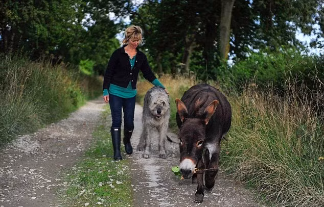 Chú lừa kỳ lạ tên Dougie là một chú lừa ba tuổi, hiện đang sống cùng với chủ nhân là Cal và Tom Stockbridge ở Pickering, Yorkshire, Anh.