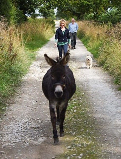 Được bố trí một nơi cư ngụ riêng ngoài vườn, chú lừa này không thích không gian riêng tư. Rất nhanh chóng học theo các bạn chó, Dougie đã tìm được đường vào nhà của chủ nhân và quanh quẩn không muốn đi.