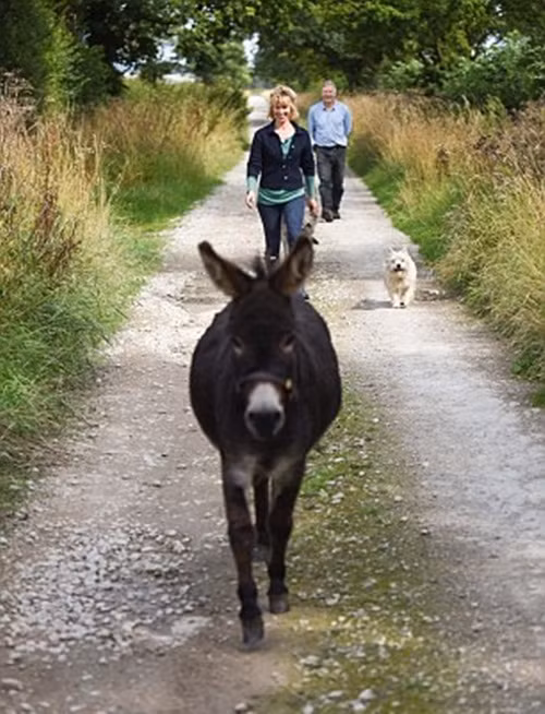 Được bố trí một nơi cư ngụ riêng ngoài vườn, chú lừa này không thích không gian riêng tư. Rất nhanh chóng học theo các bạn chó, Dougie đã tìm được đường vào nhà của chủ nhân và quanh quẩn không muốn đi.