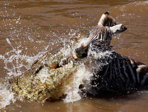 Tất cả những con ngựa vằn dại dột đều phải trả giá bằng mạng sống của chính mình.