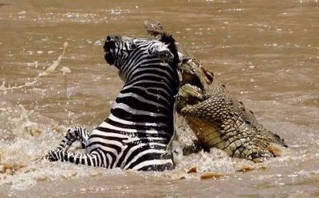 Không một con vật nào có thể thoát khỏi hàm răng sắc nhọn và lực cắn khủng khiếp của những con cá sấu khổng lồ.