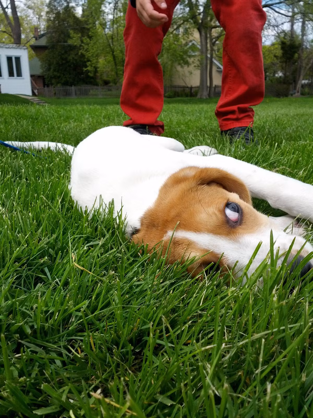 Giả vờ ngủ khi chủ gọi đi tắm là "bài" của chú chó thông minh thường dùng.