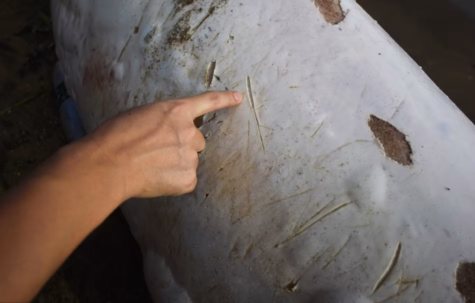 Nguyên nhân cá heo trắng chết thảm được cho là do khi thủy triều lên, con cá heo này vô tình theo dòng nước tiến vào vùng biển cạn, lúc thủy triều xuống nhanh, cá heo trắng không kịp trở mình, bị mắc kẹt tại một bãi hàu.