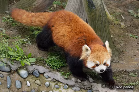 Không chỉ thế, số lượng loài giảm mạnh, không ngừng bị đẩy đến bờ vực tuyệt chủng do nạn săn bắn lấy lông và bắt để làm thú cưng.