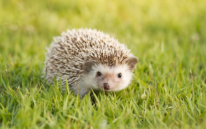 Tên nhím gai trong tiếng anh là hedgehog xuất hiện kể từ năm 1450 xuất phát từ một từ tiếng Anh thời trung cổ là heyghoge, với heyg, hegge (có nghĩa là "rào chắn"), bởi vì chúng thường hay quanh quẩn gần hàng rào và có bộ lông sắc nhọn như một lớp rào chắn bảo vệ. Kết hợp với đó từ hoge, hogge (có nghĩa là "heo"), từ chiếc mũi giống như heo của chúng thành hedgehog.