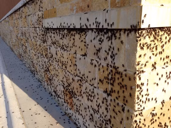 Hậu quả sau khi dế động dục giao phối điên cuồng và bỏ mạng đó là những loại virus, vi khuẩn độc hại ảnh hưởng đến đời sống dân cư ở đây.