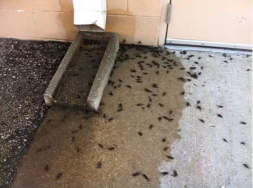 Biện pháp để ngăn chặn, hạn chế hậu của của những con dế này là loại bỏ những cọc gỗ hoặc mảnh vỡ xung quanh ngôi nhà, sử dụng bình phun chống côn trùng ở những kẽ nứt, khe tường và chặn chân tường, ngưỡng cửa bằng những tấm ván để kiểm soát chúng.