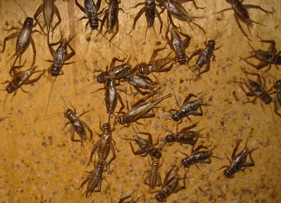 Cận cảnh những con dế đang khiến cả khu vực Central Texas và vùng Austin khiếp đảm.