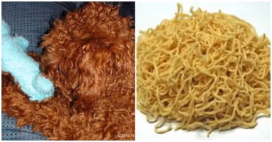 Bộ lông của poodle còn khiến người ta liên tưởng đến mỳ tôm.
