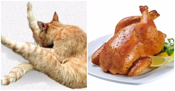 Một lần người, loài mèo lại chứng tỏ bản thân có tài "đạo nhái" điêu luyện khi mèo vàng chôm chỉa vũ đạo gà quay.