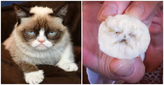 Chú mèo cau có Grumpy và quả chuối khó chịu bất mãn chẳng kém.