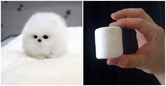 Sự nhỏ bé, đáng yêu của chú chó bông ngọt ngào mềm mại giống hệt viên kẹo dẻo trắng xốp. Thực vật và động vật giống nhau y như tạc.