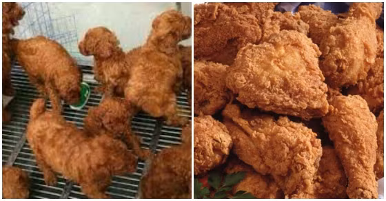 Những chú chó poodle nhỏ xinh có thể khiến người ta liên tưởng đến ngay những miếng đùi gà rán thơm ngon vàng ruộm.