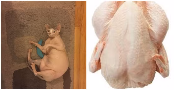 Mèo không lông khi bị bắt gặp đang nghịch ngợm có dáng ngồi không khác gì gà đã bị làm lông.