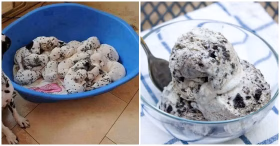 Đàn chó đốm và sự giống nhau kỳ lạ với kem trộn sô cô la.