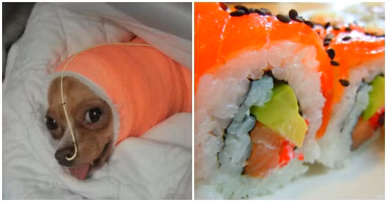 Nhìn chú chó nghịch ngợm này, người ta có thể nghĩ luôn tới món sushi nổi tiếng.