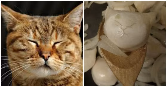 Khuôn mặt của chú mèo ngái ngủ và miếng bánh bên cạnh như hai anh em sinh đôi.