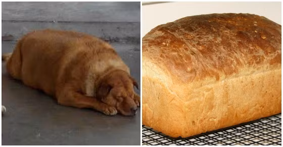 Chú chó thừa cân có bộ lông vàng nâu này trông chẳng khác nào một ổ bánh mì đã nướng chín. Sự giống nhau kỳ lạ giữa động vật và thực phẩm này thật sự đáng kinh ngạc.