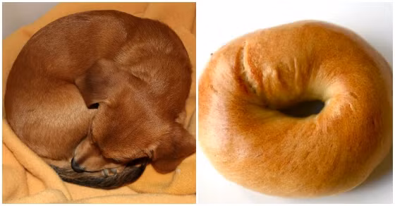 Chú chó con này có lẽ là hóa thân của chiếc bành vòng vàng đầy hấp dẫn.