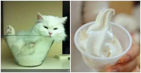 Sự mềm mại đáng yêu của chú mèo trắng trông hấp dẫn chẳng khác nào ly kem vani thơm ngậy.
