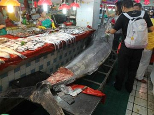 Rất nhiều người sửng sốt với kích cỡ của con cá kiếm vua.