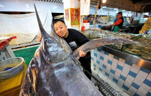 Sau khi cân đo, con cá kiếm đã được chở vào thành phố và bán tại chợ hải sản.